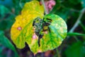 Caterpillars Ã¯Â¸Âof Tawny Caster (Acraea violae) on yellow leaf and eating leaf.